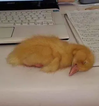 Fluffy_Duck